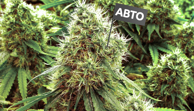 Урожай автоцветов